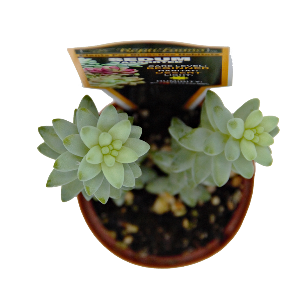 ReptiFauna Sedum