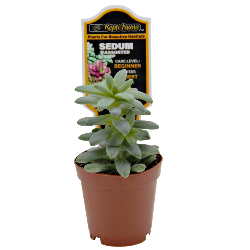 ReptiFauna Sedum