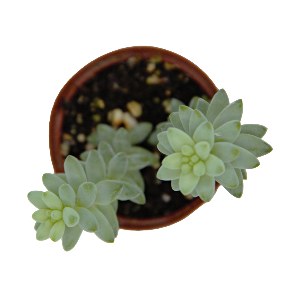 ReptiFauna Sedum