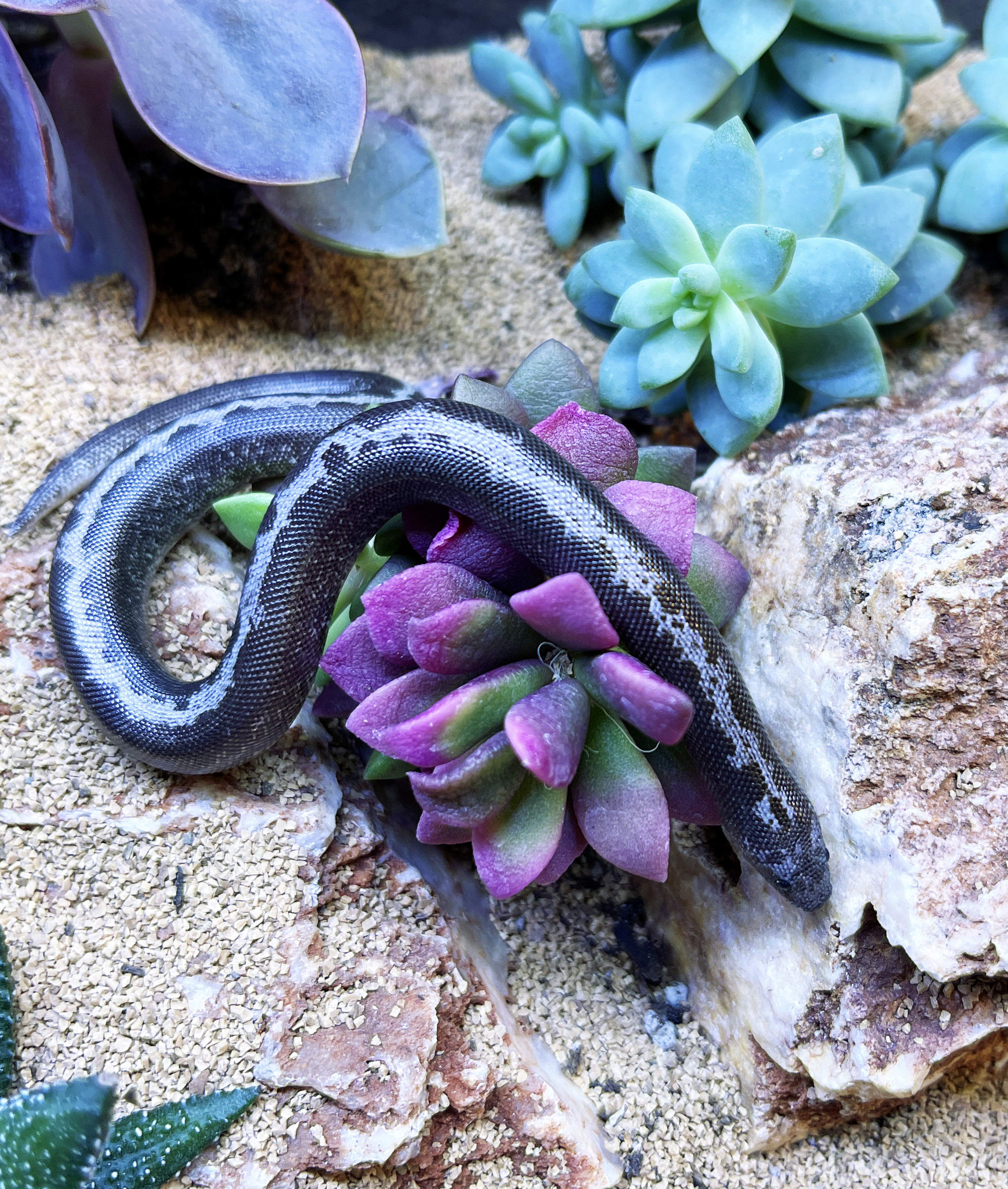 ReptiFauna™ Sedum in reptile terrarium
