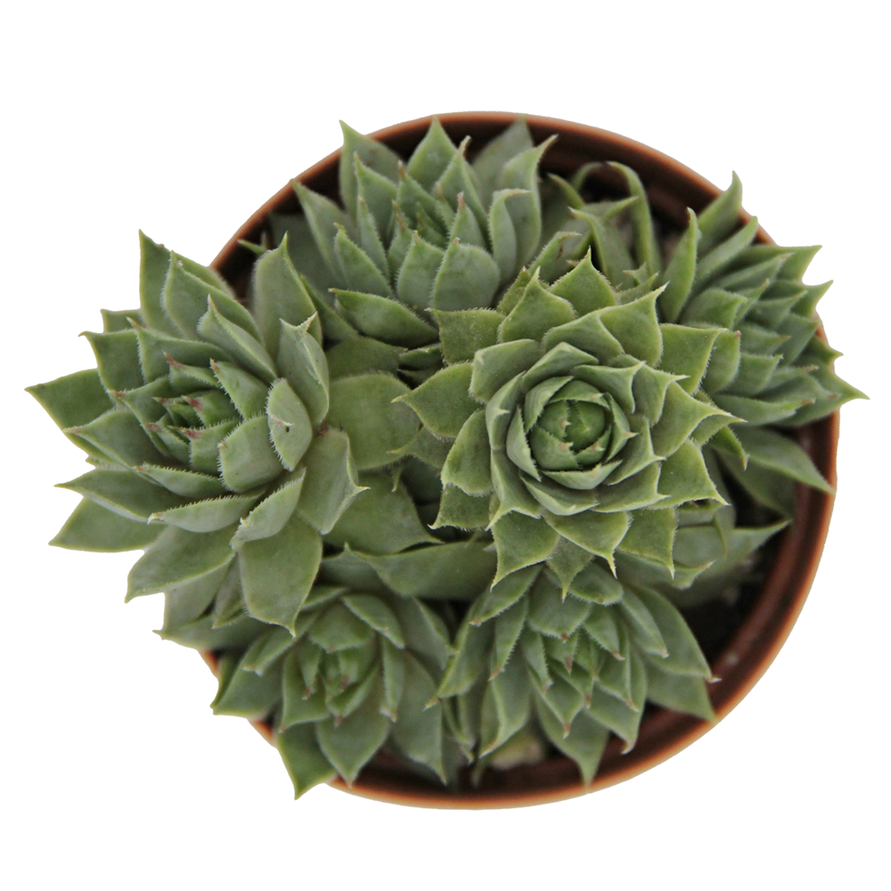 ReptiFauna Assorted Sempervivum