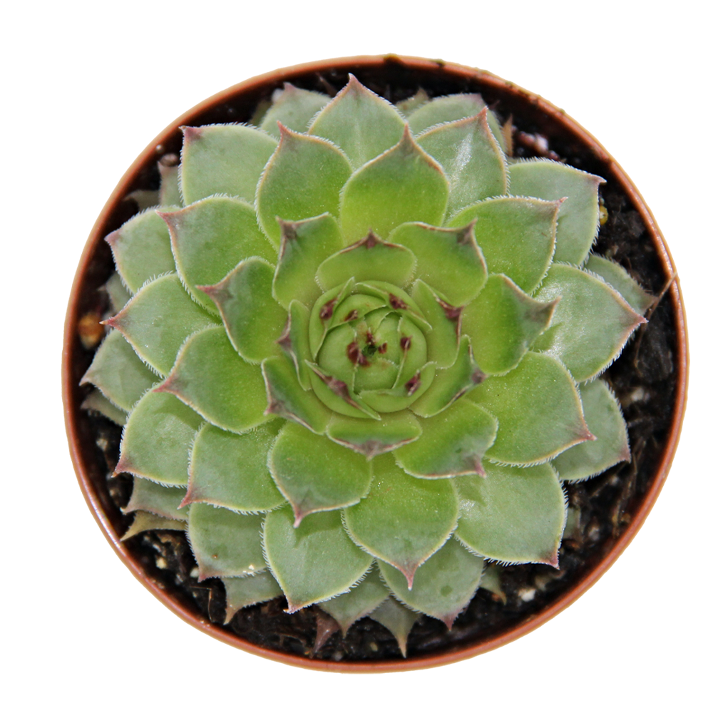 ReptiFauna Assorted Sempervivum