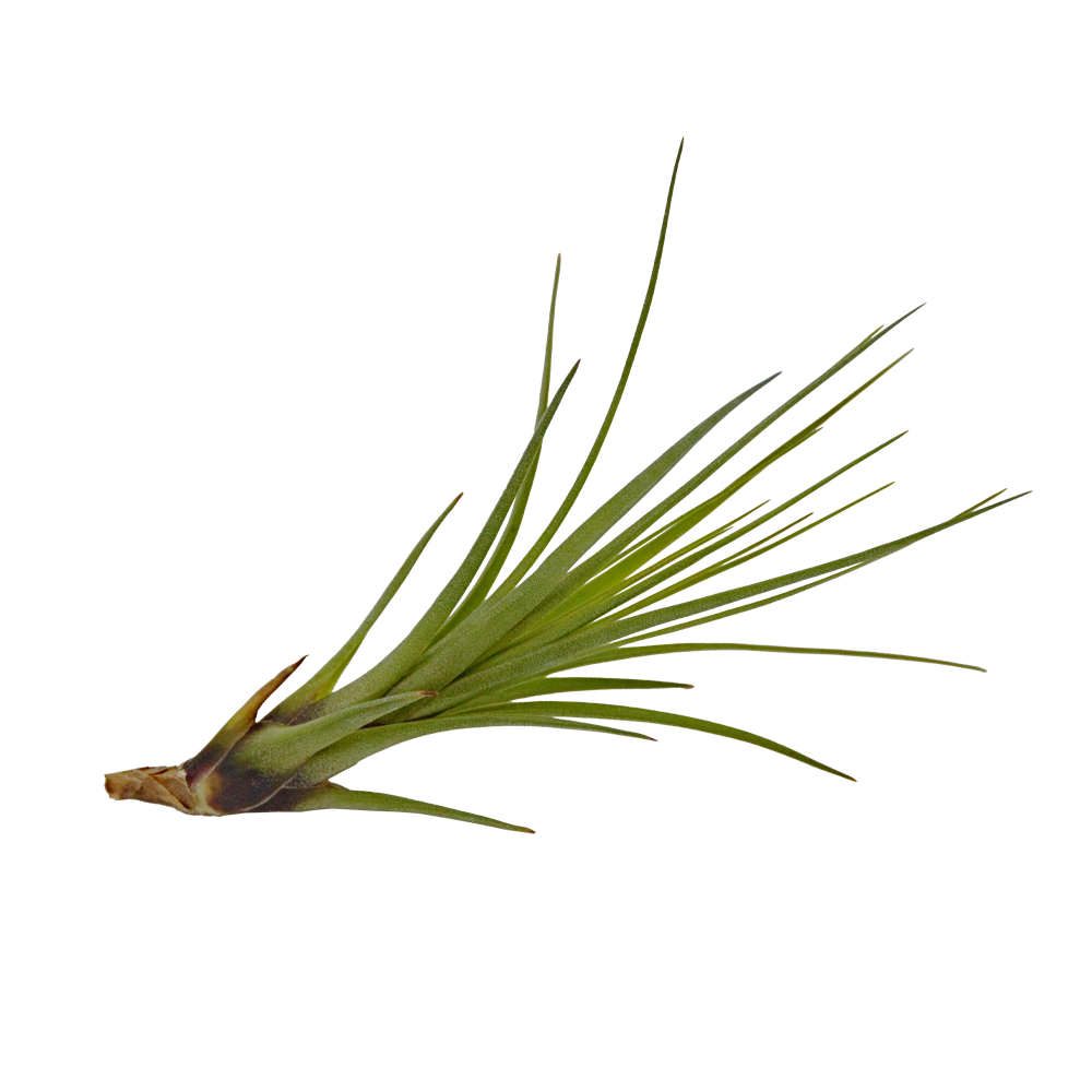 ReptiFauna Assorted Tillandsia