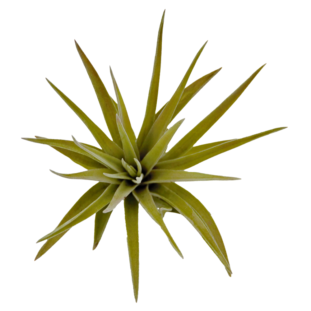 ReptiFauna Assorted Tillandsia