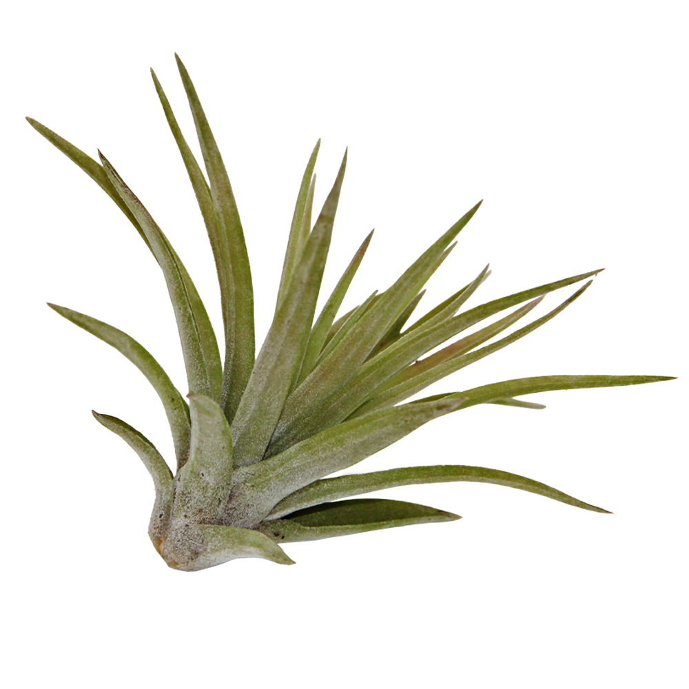 ReptiFauna Assorted Tillandsia