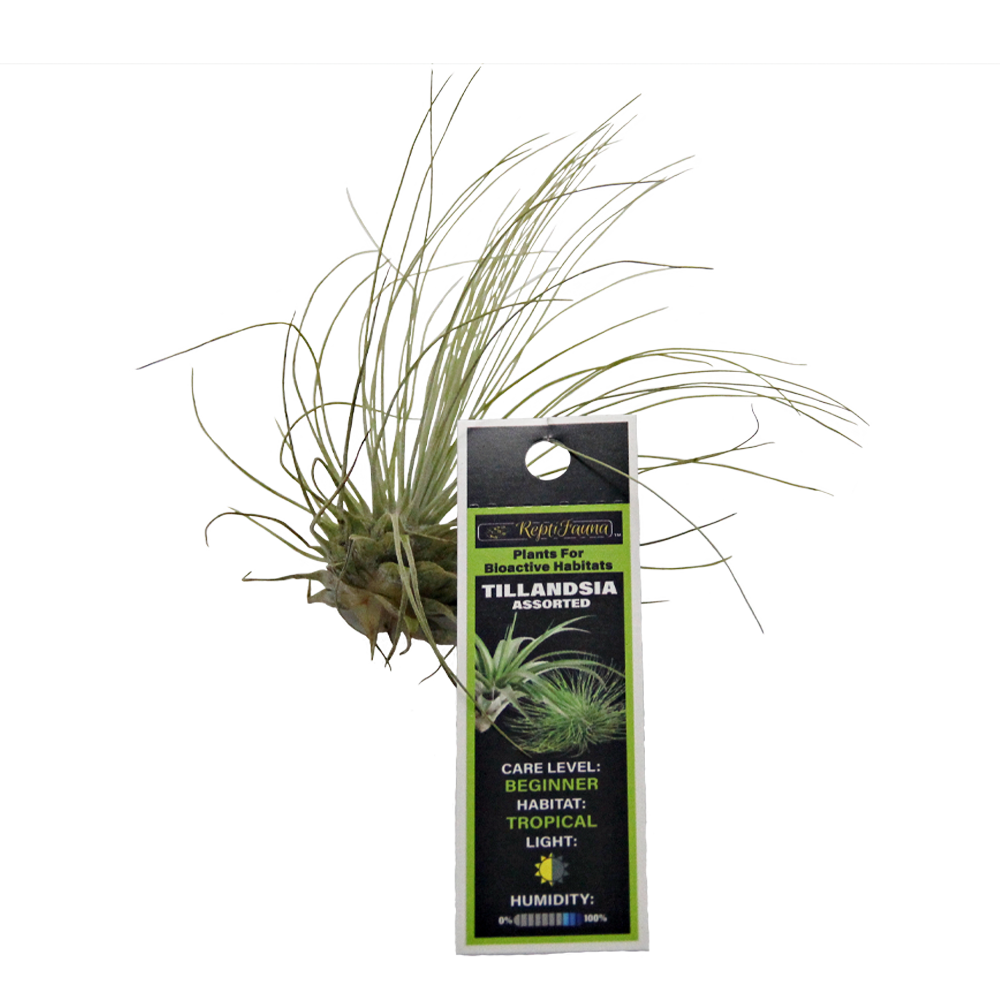 ReptiFauna Assorted Tillandsia