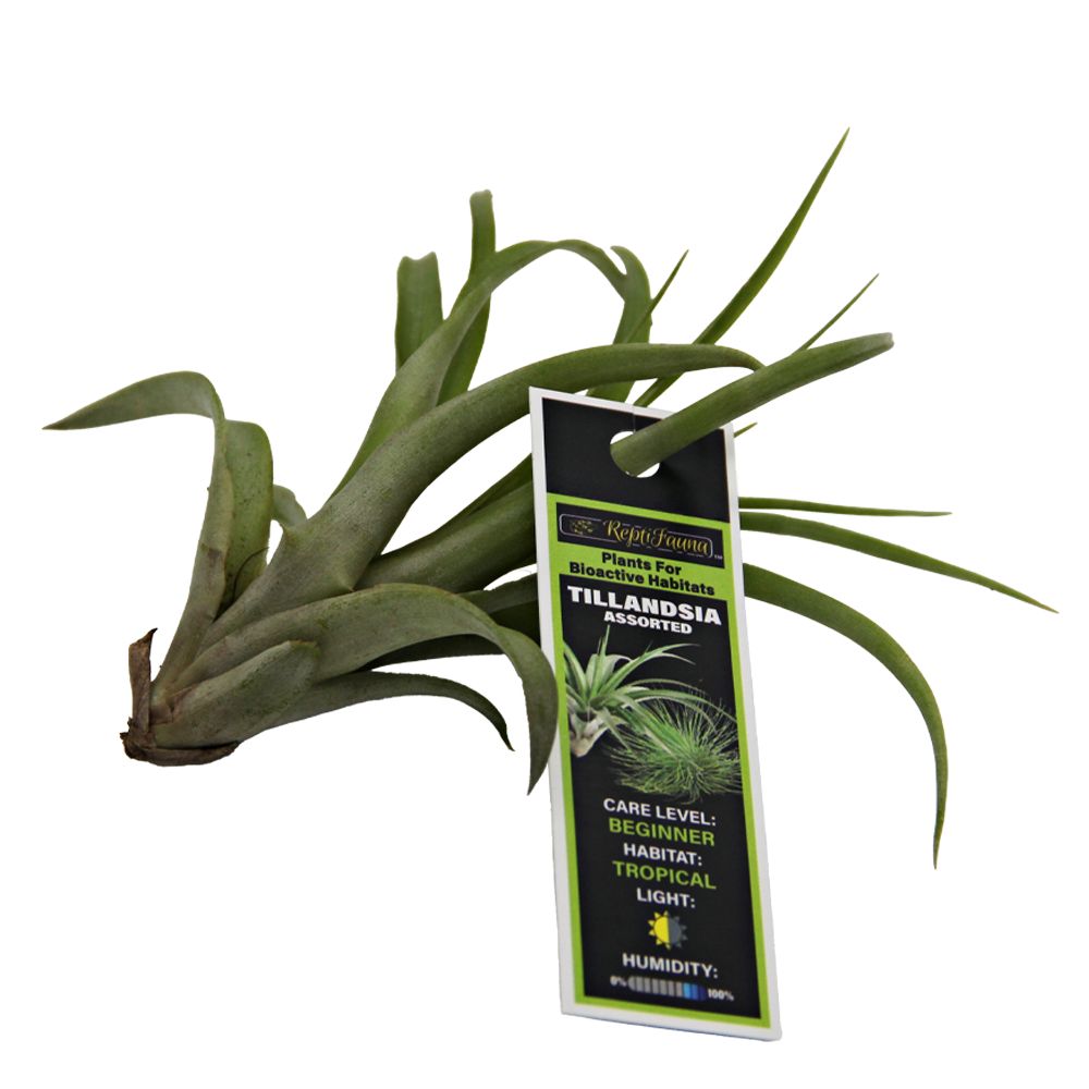 ReptiFauna Assorted Tillandsia