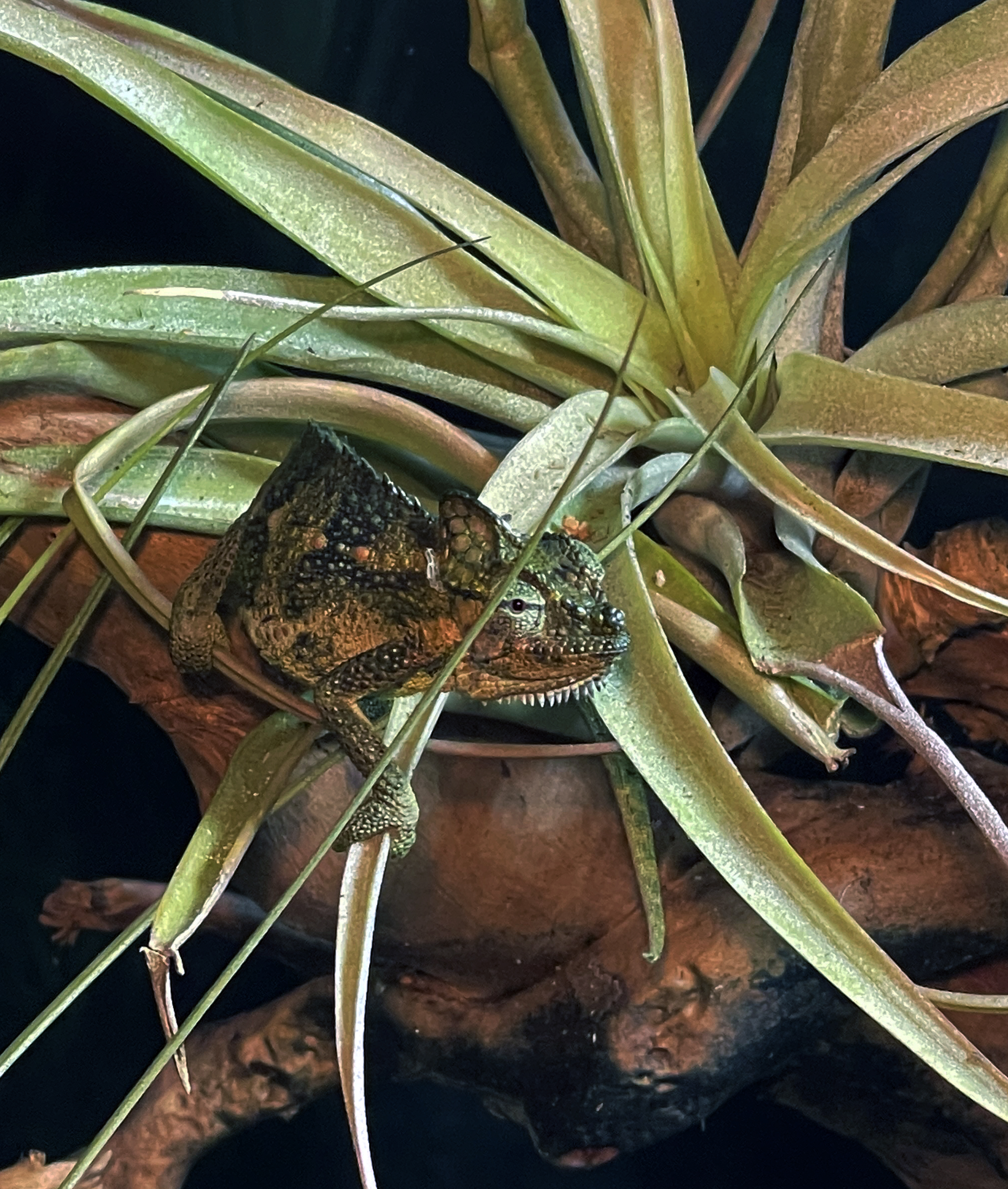 ReptiFauna™ Tillandsia in reptile terrarium