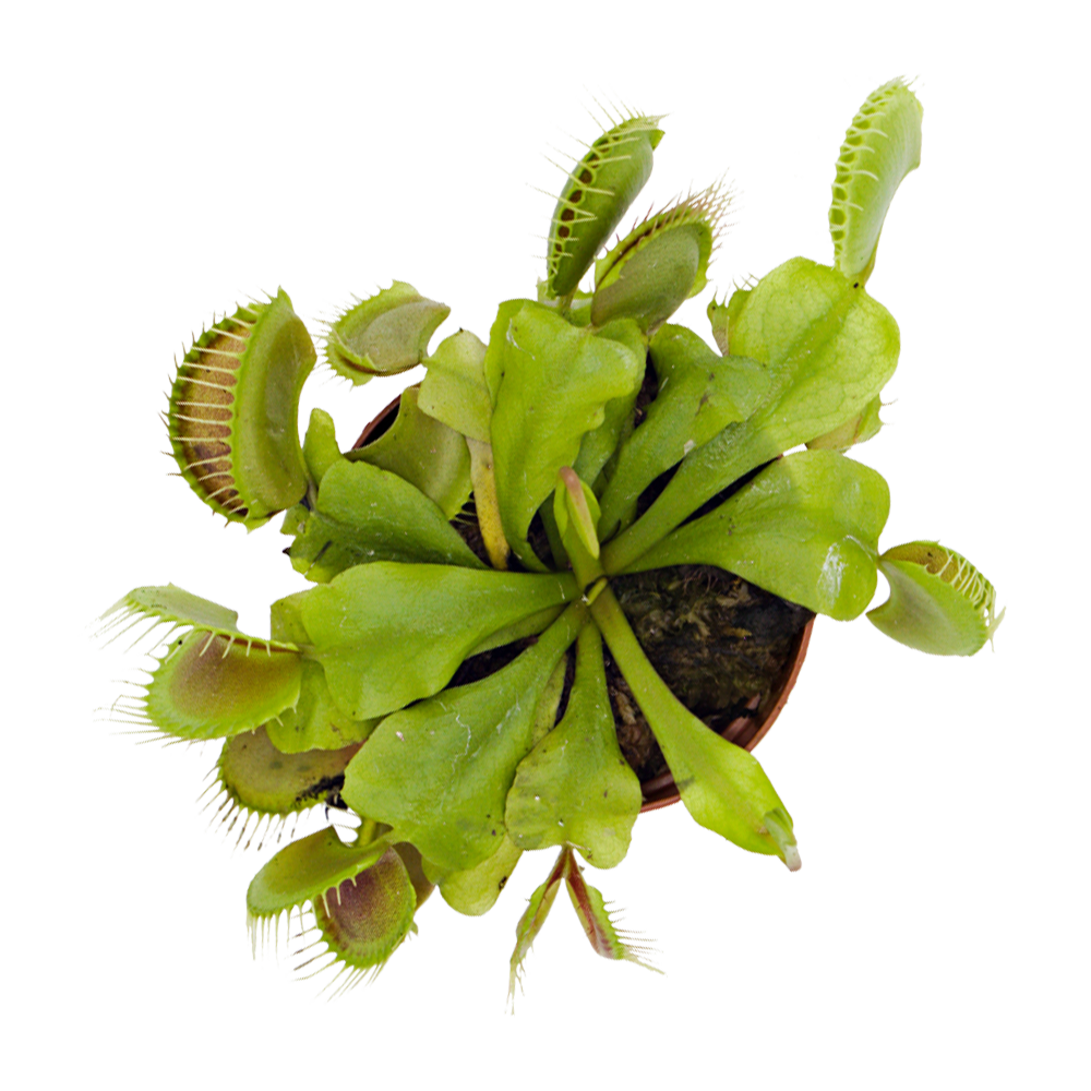 ReptiFauna Venus Fly Trap