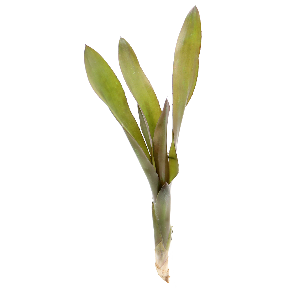 ReptiFauna Voodoo Doll Bromeliad