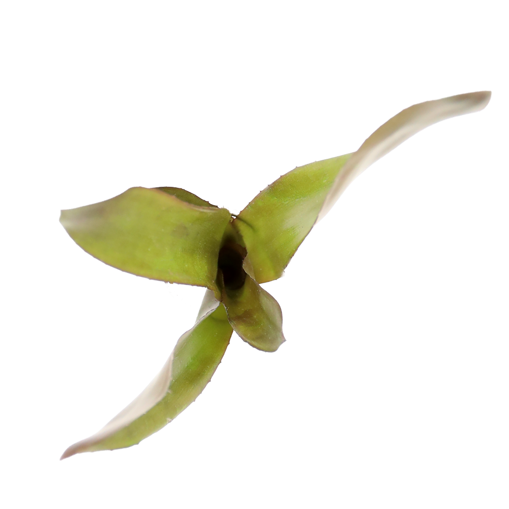 ReptiFauna Voodoo Doll Bromeliad