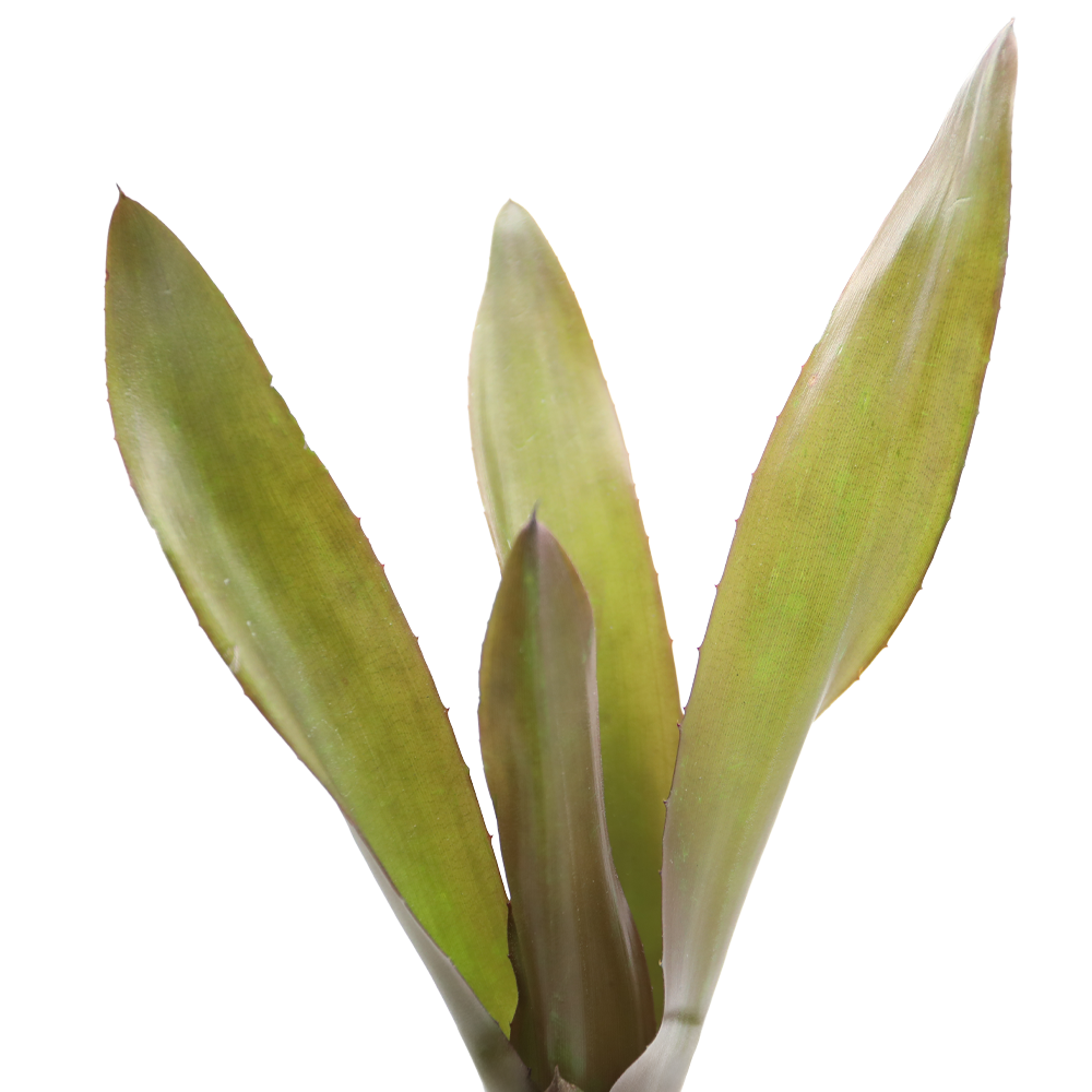 ReptiFauna Voodoo Doll Bromeliad