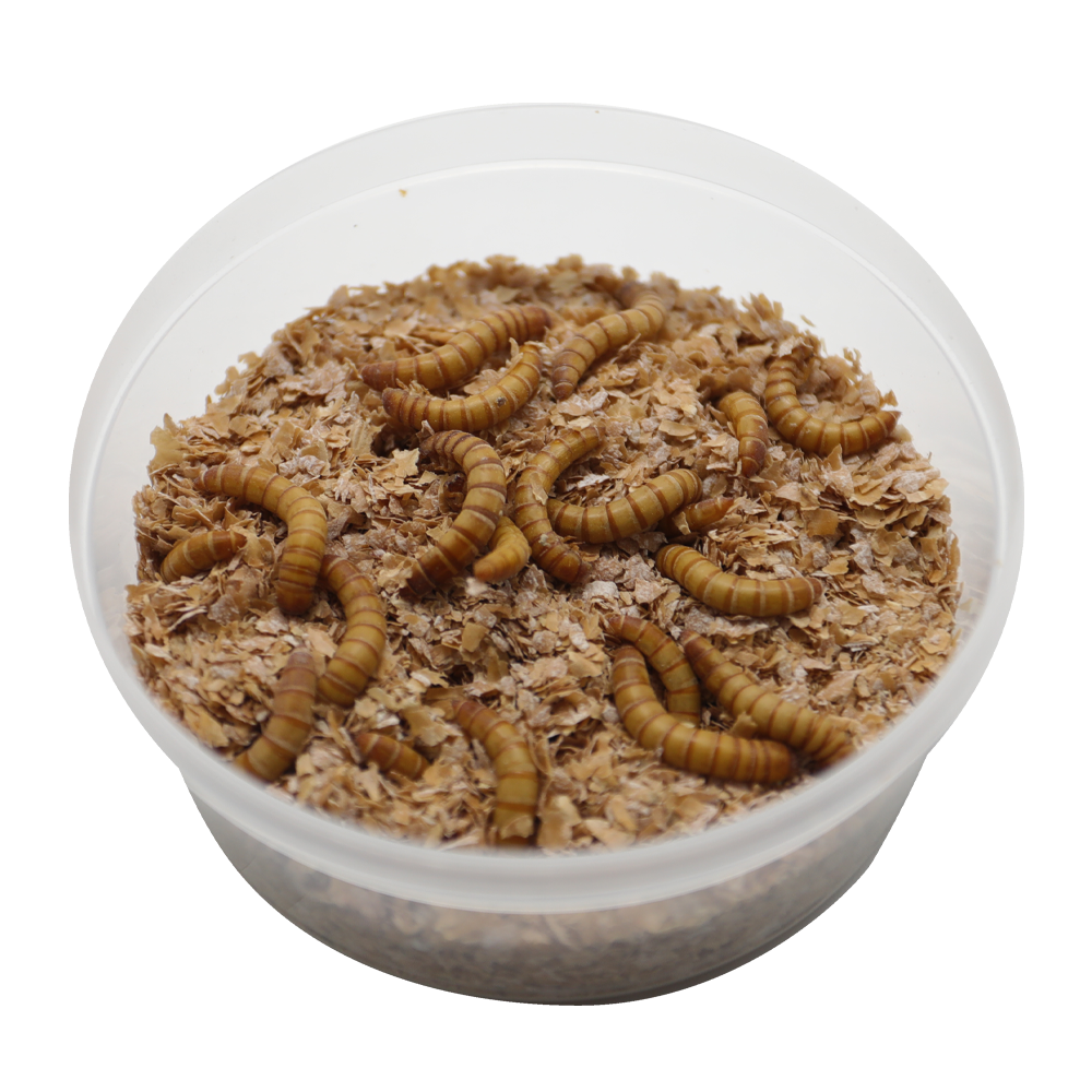 ReptiFeast® Giant Mealworm 25 count