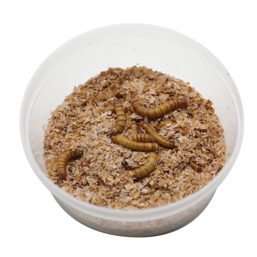 ReptiFeast® Giant Mealworm 35 count