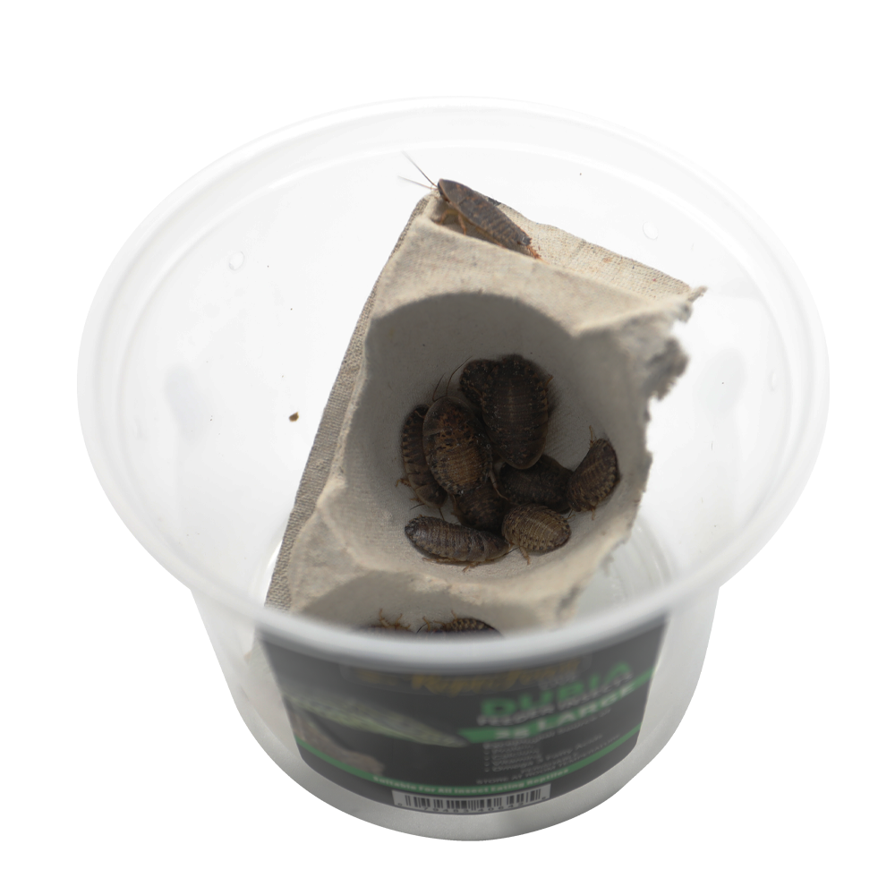 ReptiFeast® Dubia Large 25 count