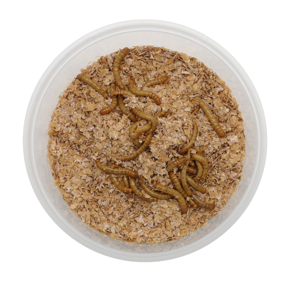 ReptiFeast® Mealworm 100 count