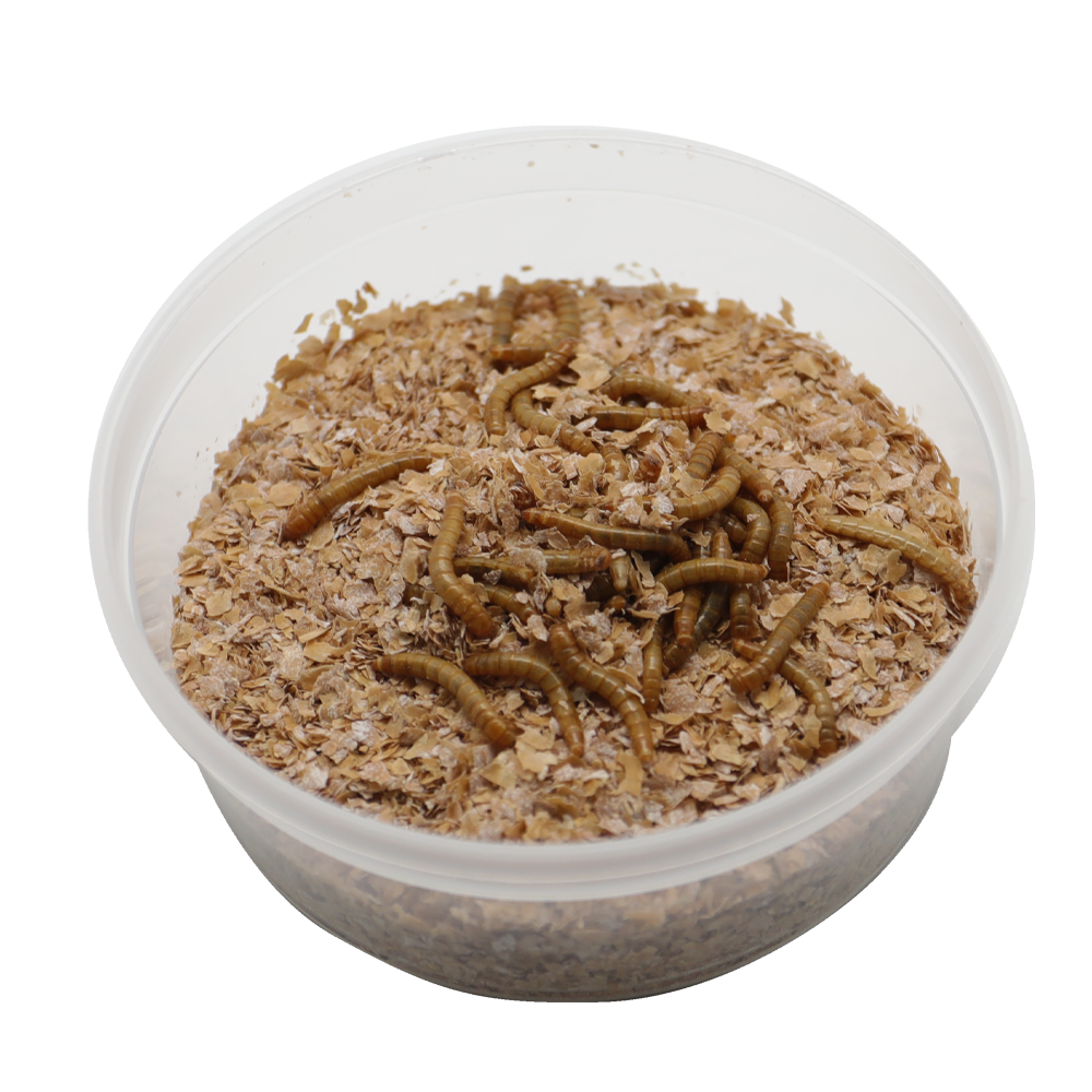 ReptiFeast® Mealworm 50 count