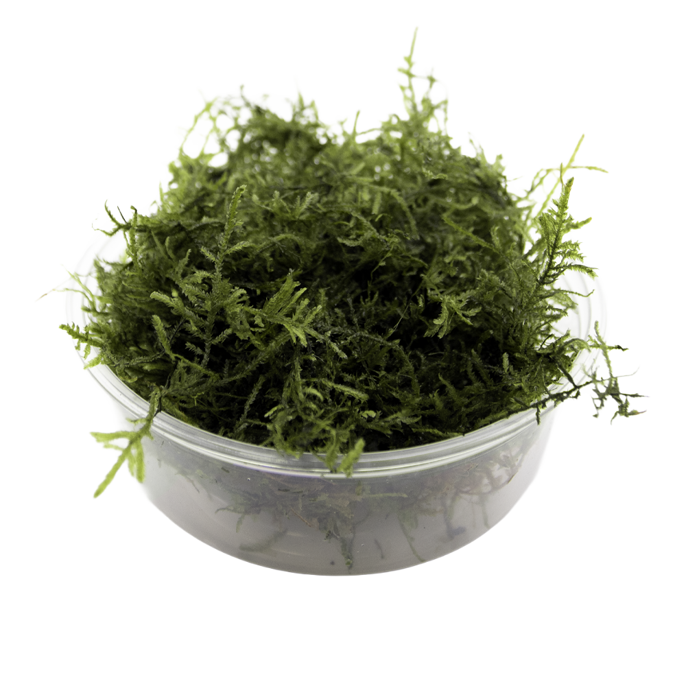 HydrOasis™ Java Moss