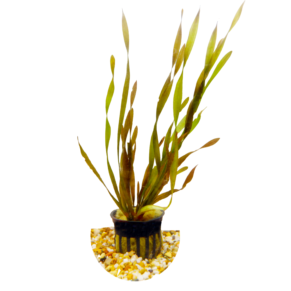 HydrOasis® Aquatic Plants Corkscrew Vallisneria
