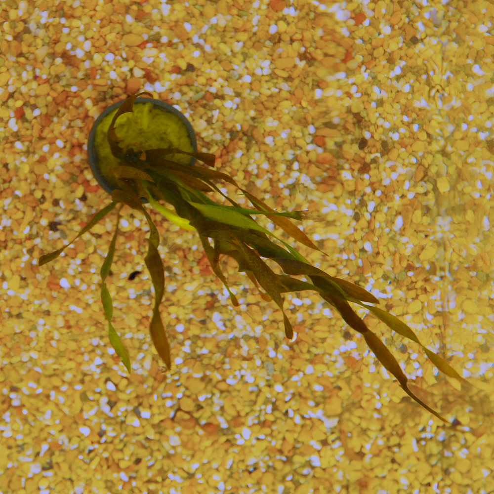 HydrOasis® Aquatic Plants Corkscrew Vallisneria