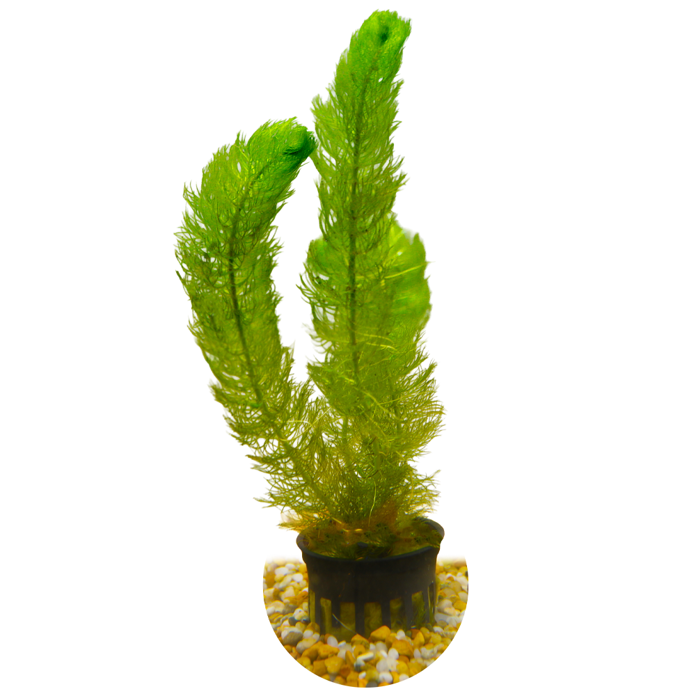 HydrOasis® Aquatic Plants Green Myrio