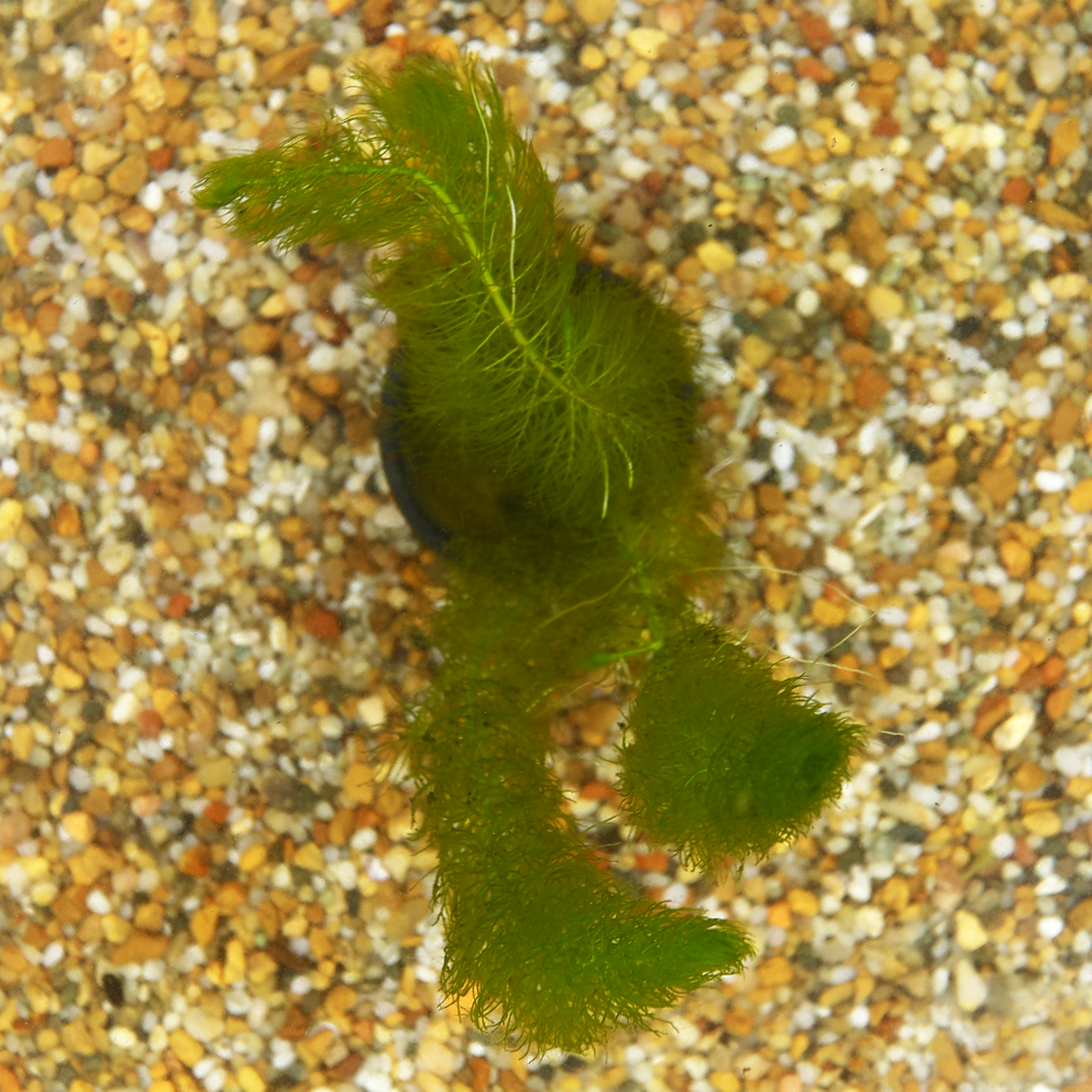 HydrOasis® Aquatic Plants Green Myrio