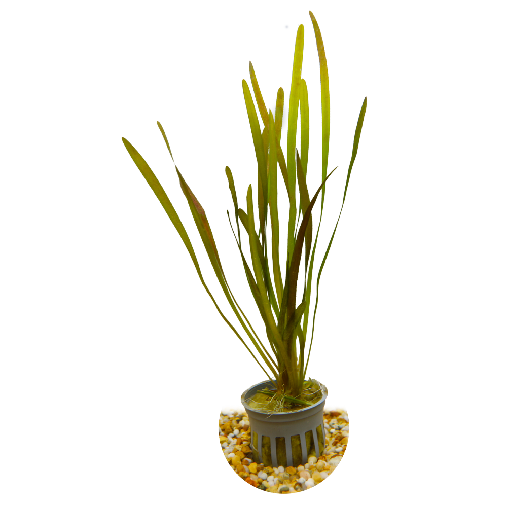 HydrOasis™ Aquatic Plants Italian Vallisneria