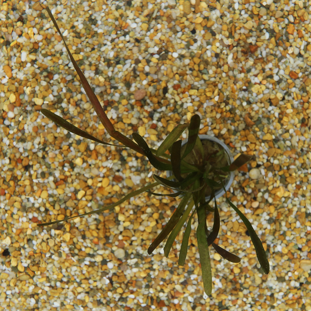 HydrOasis™ Aquatic Plants Italian Vallisneria