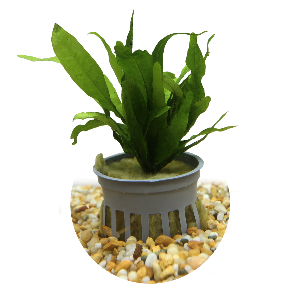 HydrOasis™ Aquatic Plants Java Fern