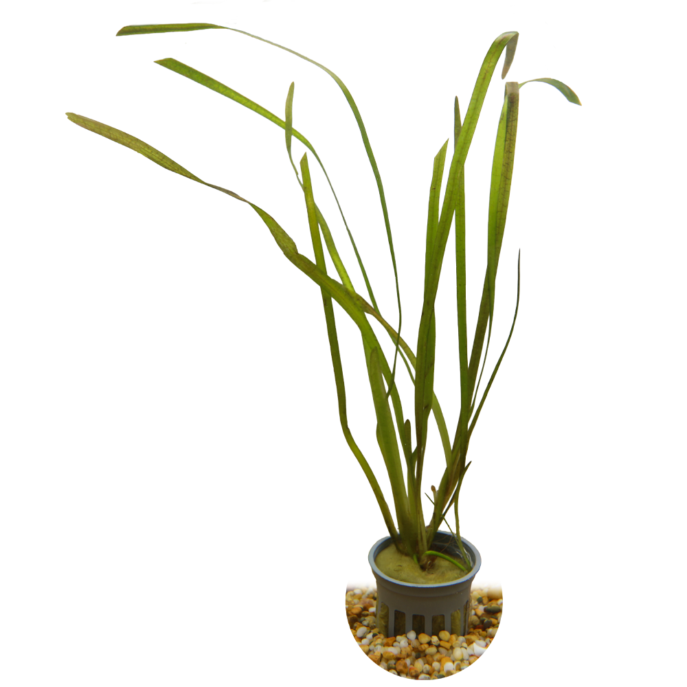 HydrOasis® Aquatic Plants Jungle Vallisneria