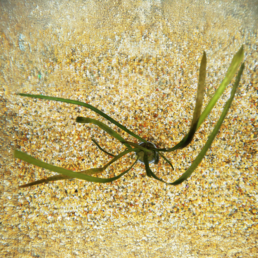 HydrOasis® Aquatic Plants Jungle Vallisneria