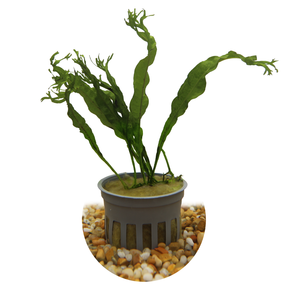 HydrOasis™ Aquatic Plants Lacy Java Fern
