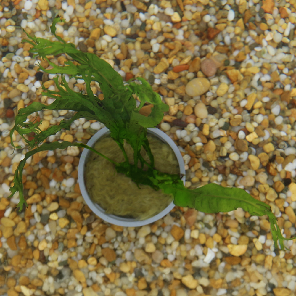 HydrOasis™ Aquatic Plants Lacy Java Fern