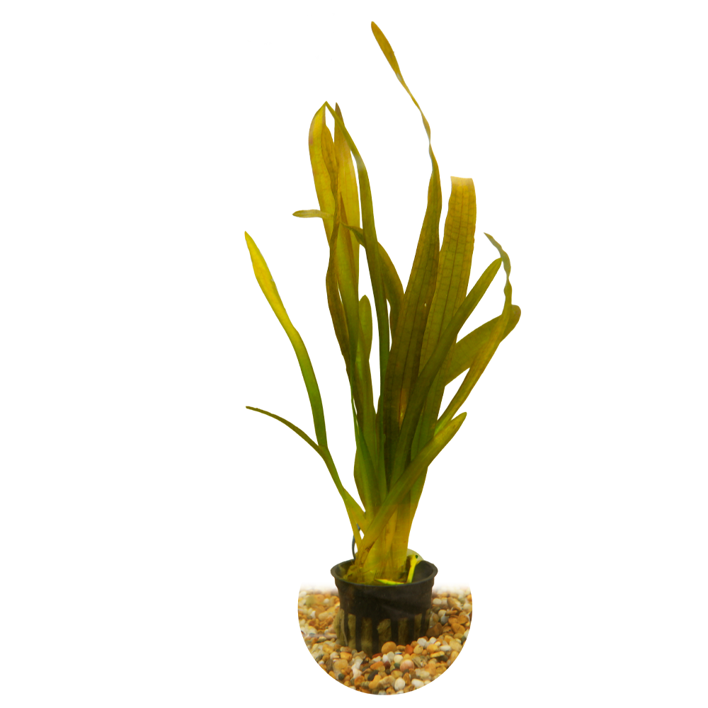 HydrOasis™ Aquatic Plants Red Jungle Vallisneria