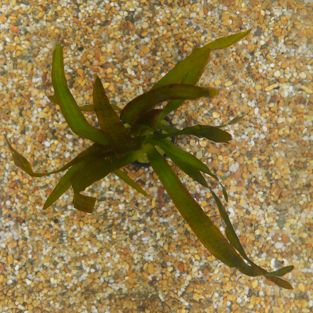 HydrOasis™ Aquatic Plants Red Jungle Vallisneria