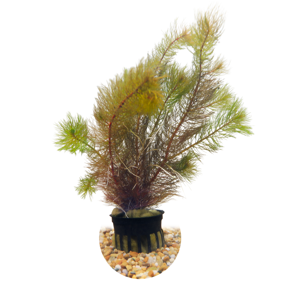 HydrOasis® Aquatic Plants Red Myrio