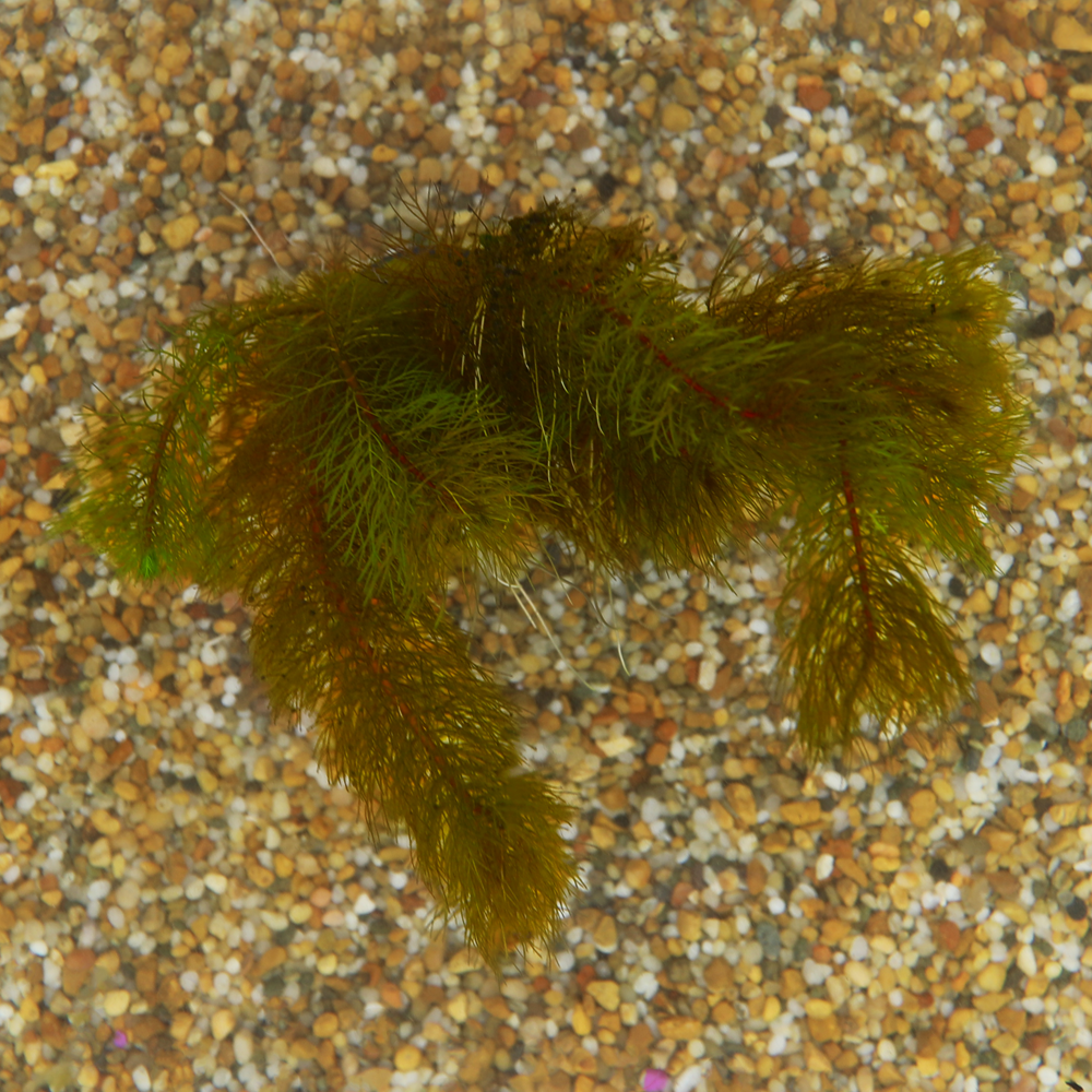 HydrOasis® Aquatic Plants Red Myrio