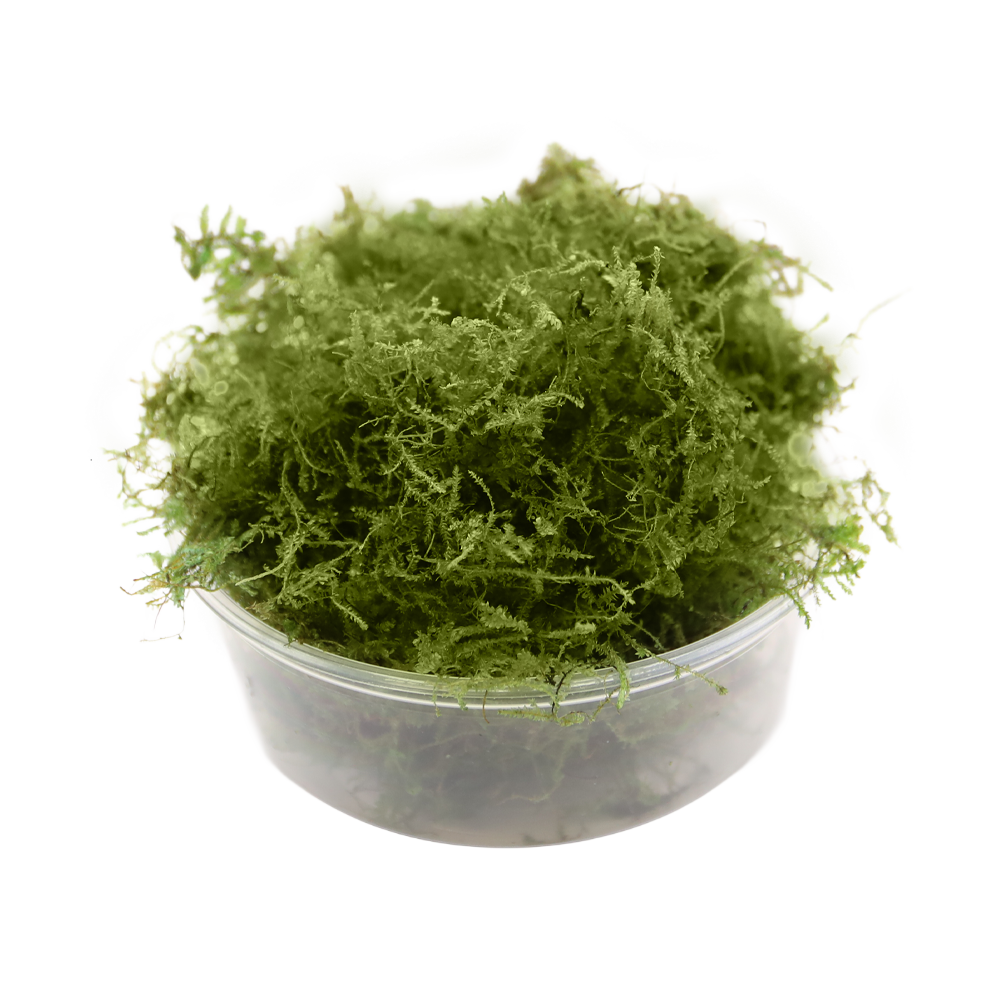 HydrOasis™ Christmas Moss
