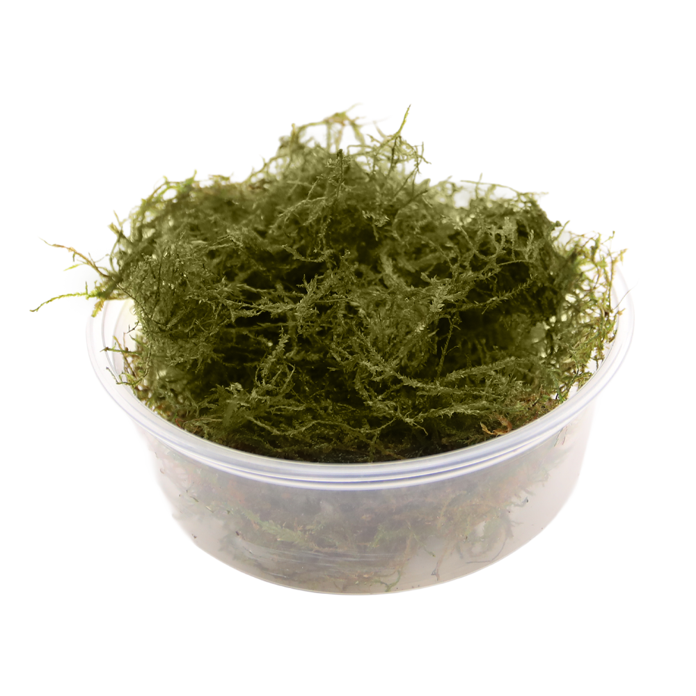 HydrOasis™ Taiwan Moss